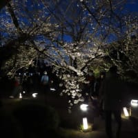 東寺　夜桜ライトアップ　Adobe Fireflyの新機能「構成参照」