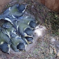 庭の柿の木にかけた巣箱のシジュウカラが１９日目に７羽全て巣立った！　　「シジュウカラ通信」　