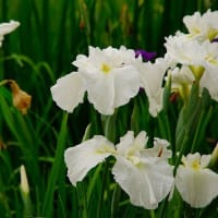 2025年6月「花菖蒲」を記録してきました。