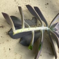 一時的な涼しさ