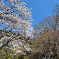 桜が最高に綺麗です。