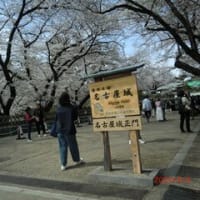 絶好のお花見日和　”名古屋城”　令和６年４月４日