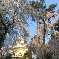 大垣城の桜