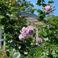 大船フラワーセンターでバラ鑑賞