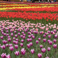 桜の次はチューリップ