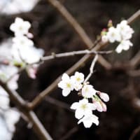 雷神山公園の桜が咲き始めています。2023