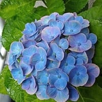 紫陽花