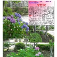 紫陽花－187　宝性院