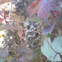 アジサイの紅葉