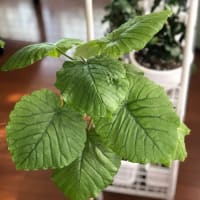 強行突破〜その後〜