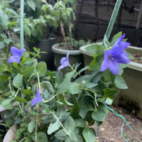 暑さが一段と厳しく