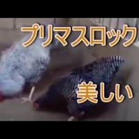 美しいニワトリ、プリマスロックをご覧ください。軍鶏シャモしゃも