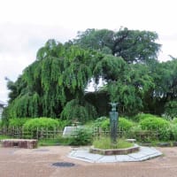 円山公園　散策　ピピチンワープ