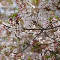 2025続ラスト花見