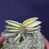 緑彩宝