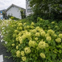 8月5日(月) 例会「大久保長安と八王子の街」の下見A[西八王子から多賀公園]