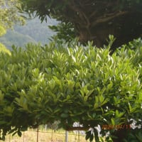 子育て