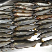 8月30日の釣況と網解禁後の釣行オススメ