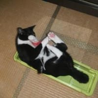 ねこたんｗｗ