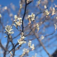 桜咲く春　新人