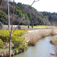 松戸　21世紀の森