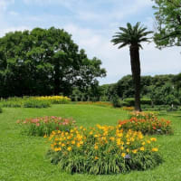 長居植物園の“ヘメロカリスの花”たち！