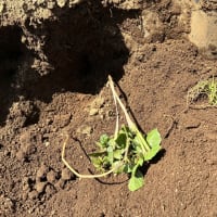畑の雑草退治です。
