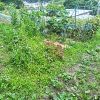 畑してきました