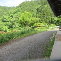青紫の ジャーマンアイリスが 爽やかです