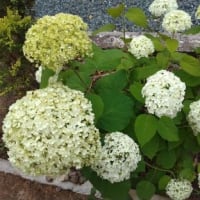 土曜日から、ずーっと雨・・・。今朝は、時折雷も伴って降っています！！