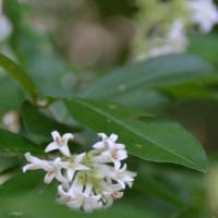 森林公園を歩く ２