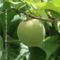 青梅