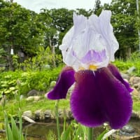 アヤメ（菖蒲）が咲き始めた