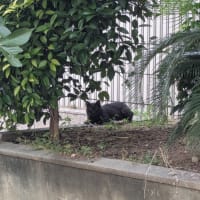 黒猫