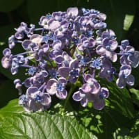 梅雨の真っ最中。境内の季節の花々