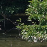 於大公園 ： 野鳥 ・ 翡翠 ・ カワセミ・・・フリー素材ブログ　カワセミ