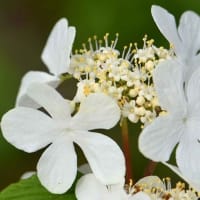 鉢植えのヤブデマリ「ピンクビューティー」（１）白い花