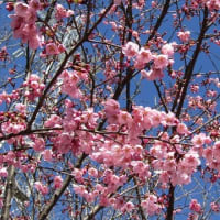 桜色々　愉しめました。