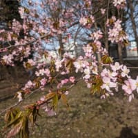散歩コースの「山桜」・「姫こぶし」は満開　２０２４年春