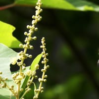 シジュウカラとコマツナギの花