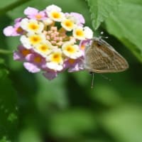 散歩道　花壇のマツバギク　　　16