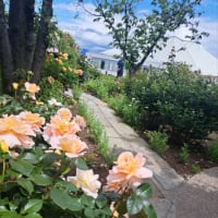 君に薔薇薔薇っていう。。