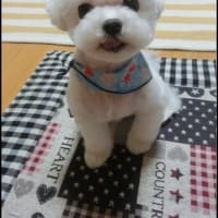 初めてのサロンでトリミング♪