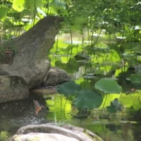 岡山後楽園でカワセミ
