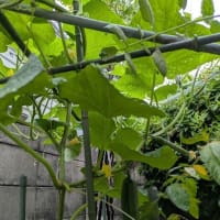 キュウリ収穫5本目に