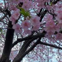 １本だけの河津桜　