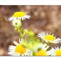 ヒラタアブ　白花ランデブー
