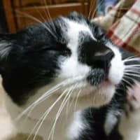 まめ太😸に会いたいな(*´п`*) 💭💕