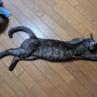 ブックマークできました♪