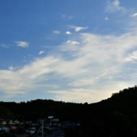 花菖蒲